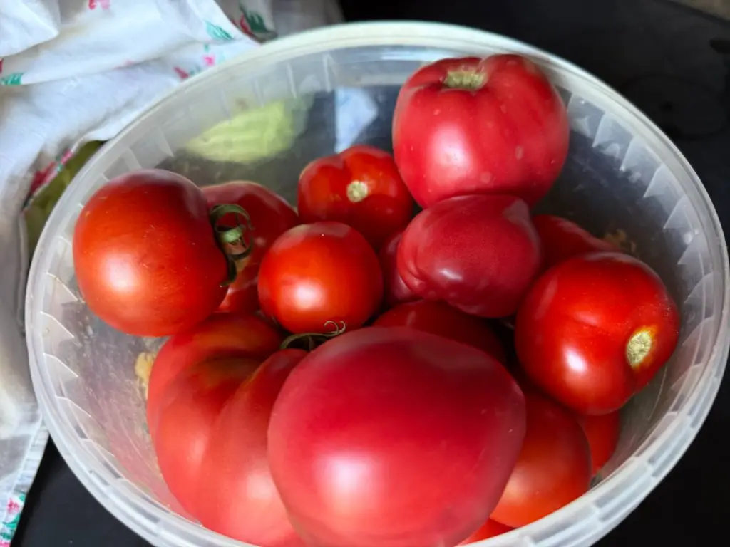 Шпарит янтарные плоды массой до 1 кг – и это вовсе не предел: эти томаты настоящая мечта садоводов – слаще меда