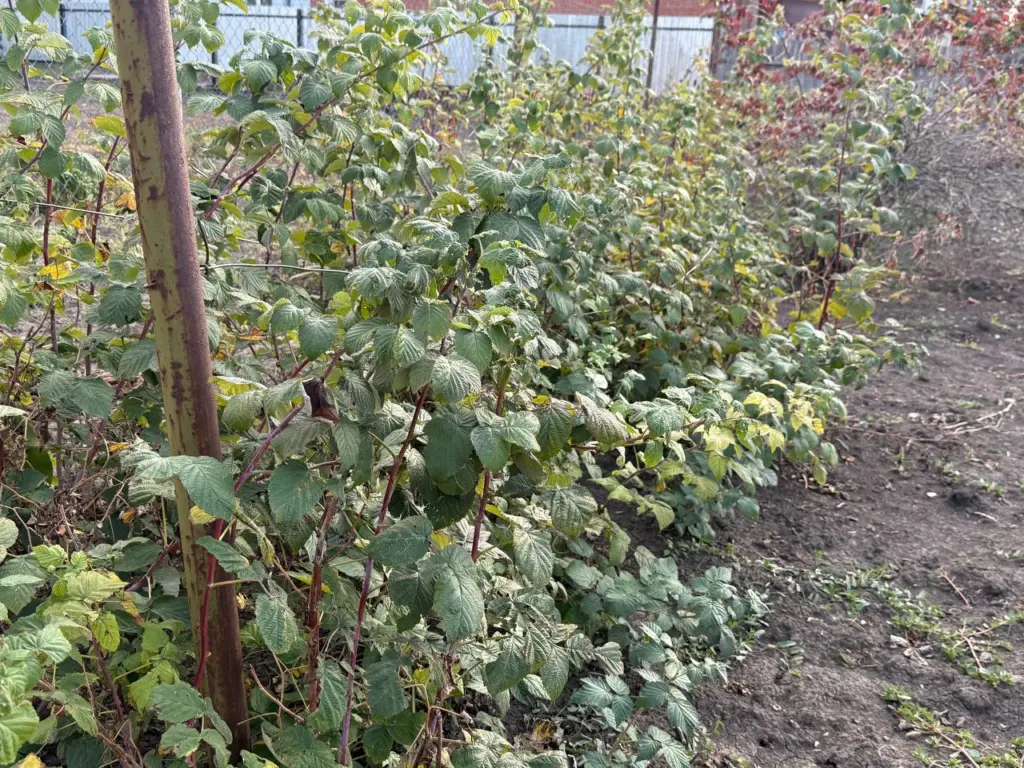 В декабре я удобряю малину: достаточно одной горсти под корни, даже если земля покрыта снегом — урожай будет обильным