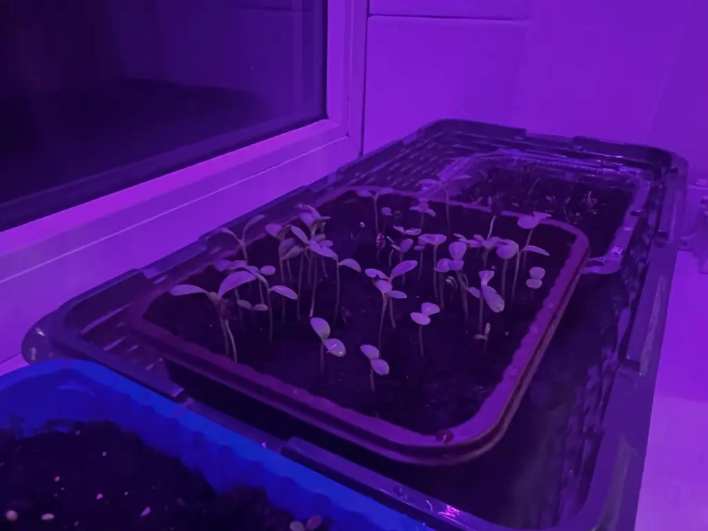 2 ловких совета по уходу за рассадой томатов: Кустики развиваются плотными и здоровыми — не подвержены болезням