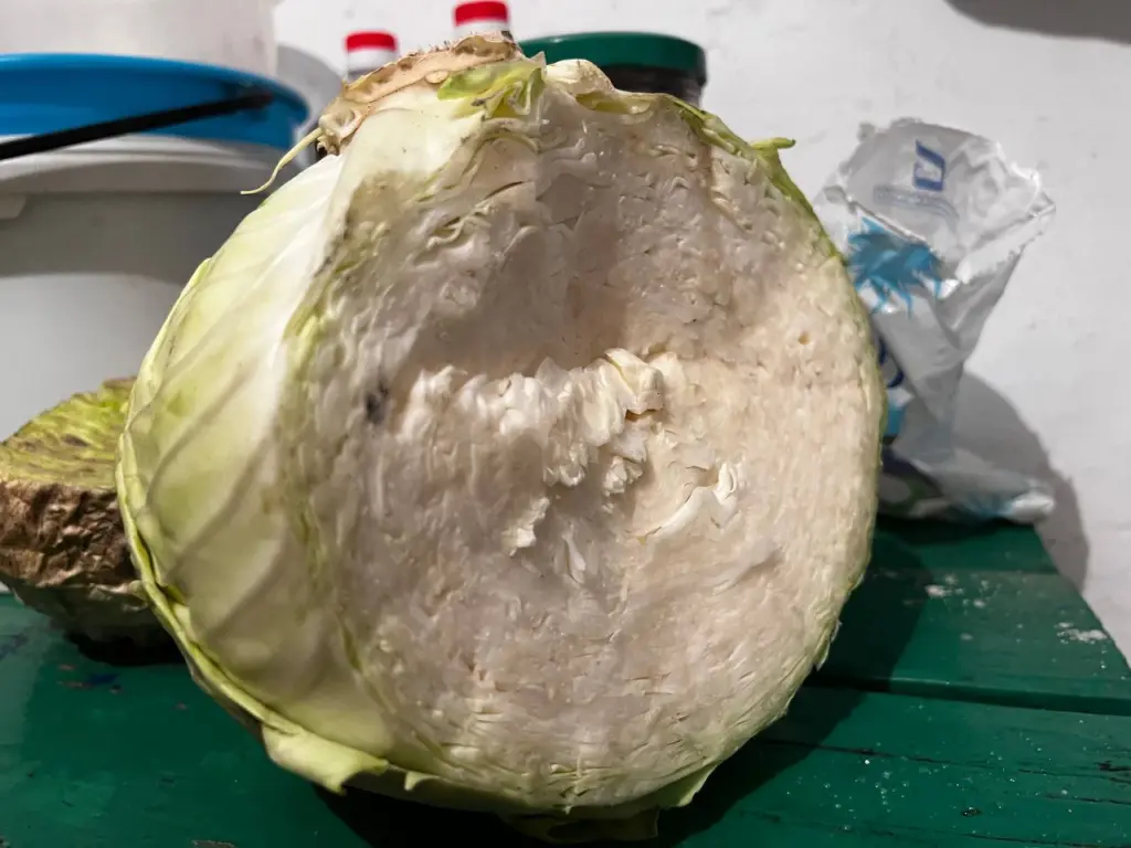 Где следует хранить капусту, если отсутствует погреб: готовлю раствор 1 ч.л. на литр воды — хранится целый год, не портится и сохраняет свою сочность