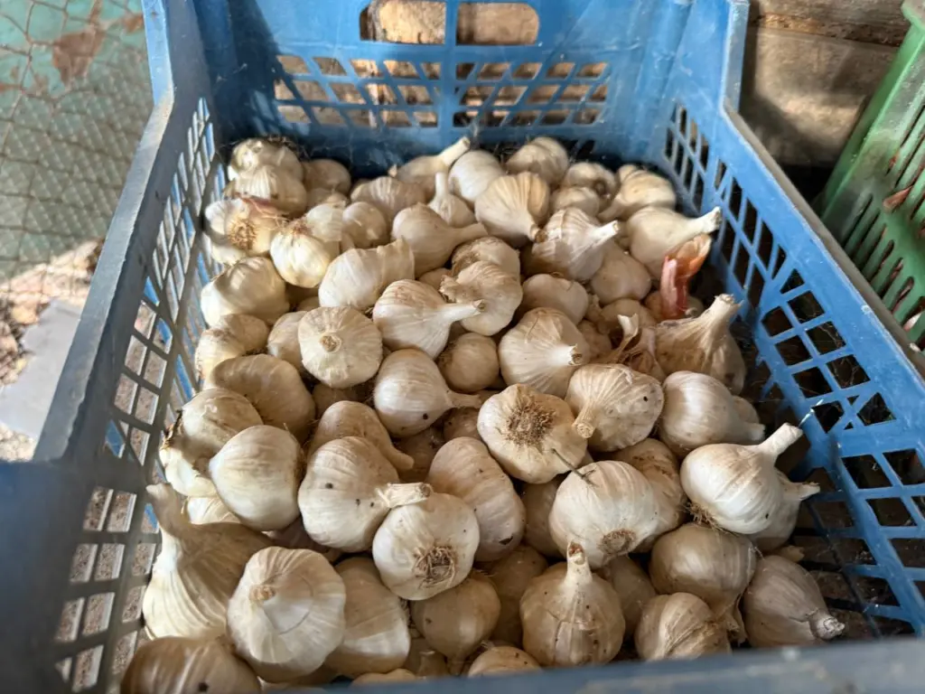 Сажаю чеснок по методу эстонца: головки величиной с кулак — урожай получается такой великолепный, что соседи испытывают зависть