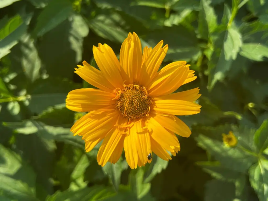 Забудьте о заботах: этот куст вырастет за вас и станет короной вашего сада на 100 лет