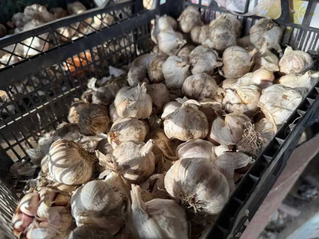 Чеснок сохраняю свежим на протяжении целых 12 месяцев: в стандартной квартире без подвала — точно не высохнет и не испортится