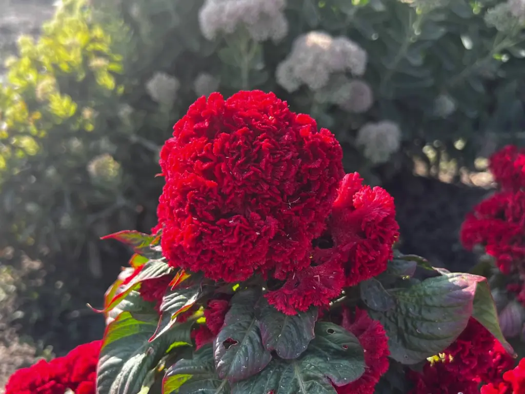 Забудьте о гортензии: новый кустарник, который цветет все лето и до морозов, уже завоевал сердца садоводов