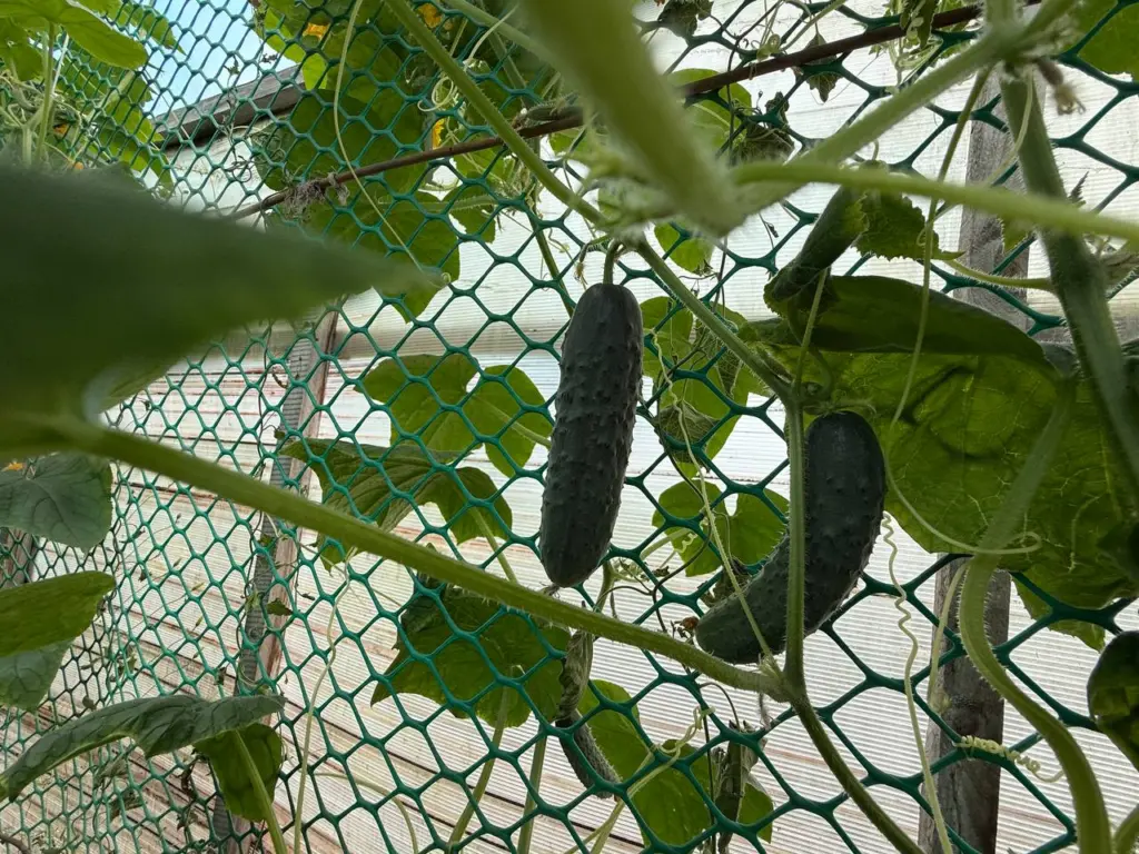 Узнай, как этот сорт огурцов из двух кустов приносит огромный урожай — садоводы в восторге, но не все знают секреты успеха