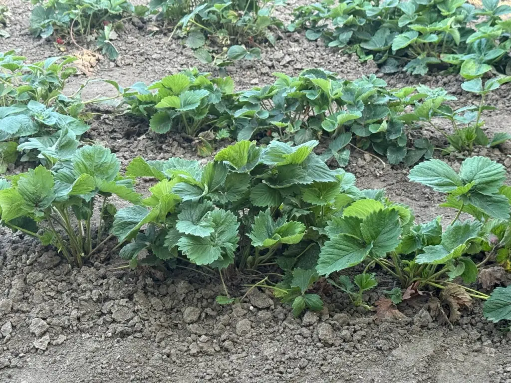 Не упустите шанс: рано или поздно клубника исчезнет с прилавков!