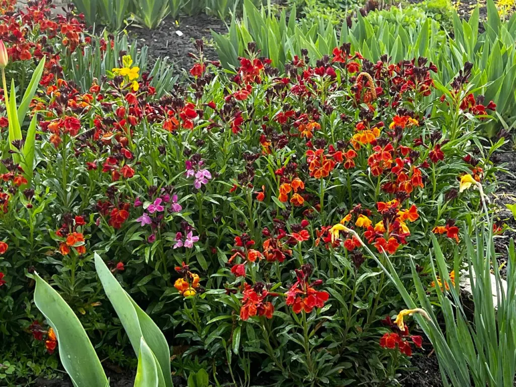 Не дайте своему саду скучать: открываем секрет живучего кустарника, который цветет и плодоносит круглый год