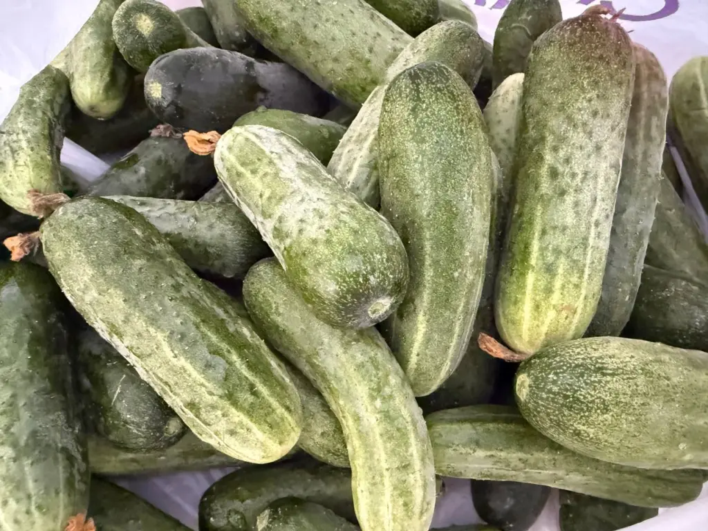 Огуречная революция 2026: новые пучковые гибриды обеспечивают беспрецедентные урожаи при значительно меньших затратах труда