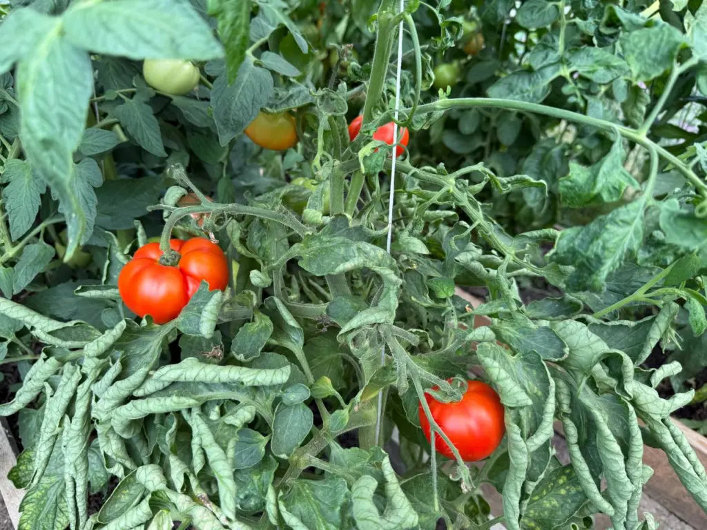 Дачникам на заметку: 4 сорта томатов, которые могут уничтожить ваш урожай