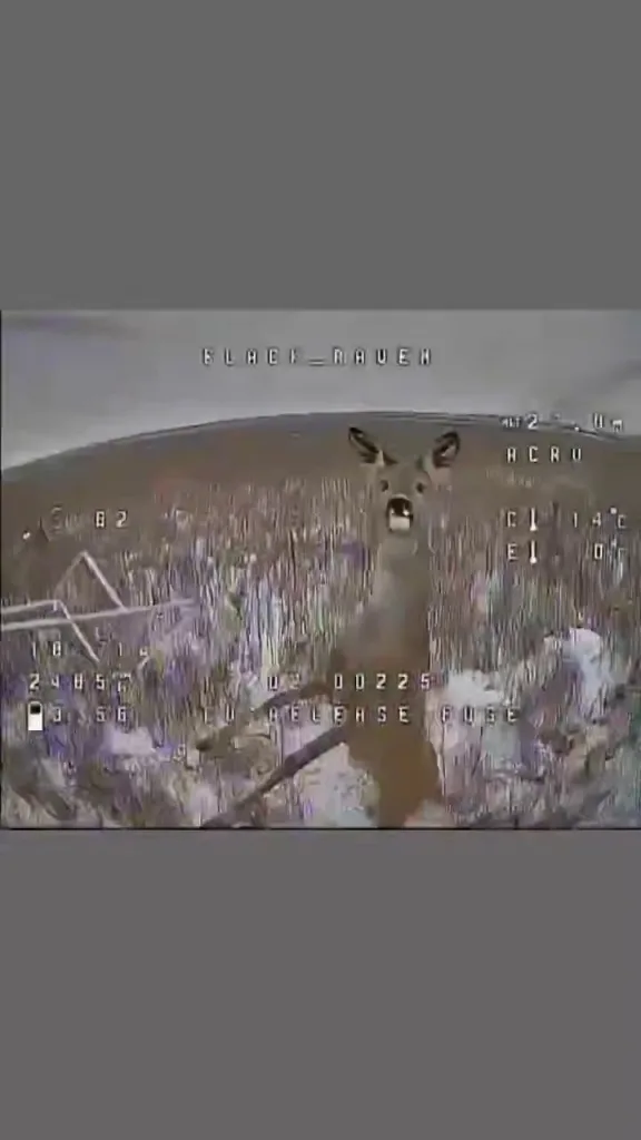 Вероятность нападения оленя на FPV-дрон крайне мала, но никогда не равна нулю