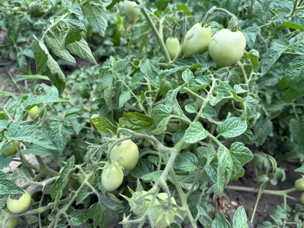 Этот сорт раннеспелых томатов каждому даст богатым урожаем — собираю овощи уже через 80 дней