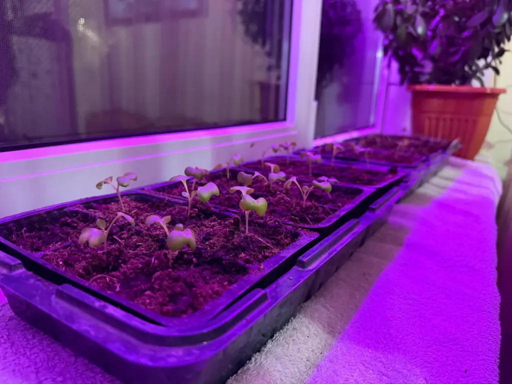 Бабушкин способ, о котором молчат в магазинах: семена прорастают за три дня без всякой химии