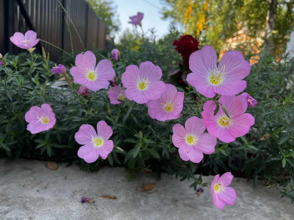 Посейте раз — восхищайтесь всё лето: простая прелесть для вашего сада