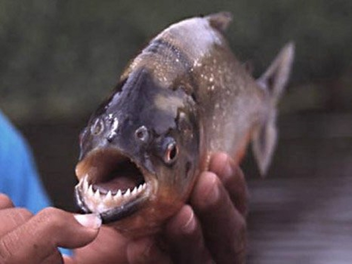 «Вырывали фрагменты мяса»: туристы в Аргентине пострадали от нападения пираний0