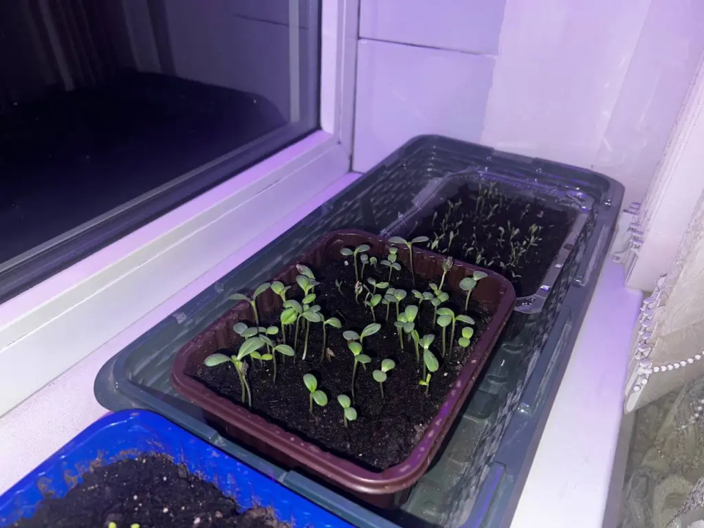 Сажаю перец и помидоры по бабушкиному способу: февральские даты, которые работают безотказно