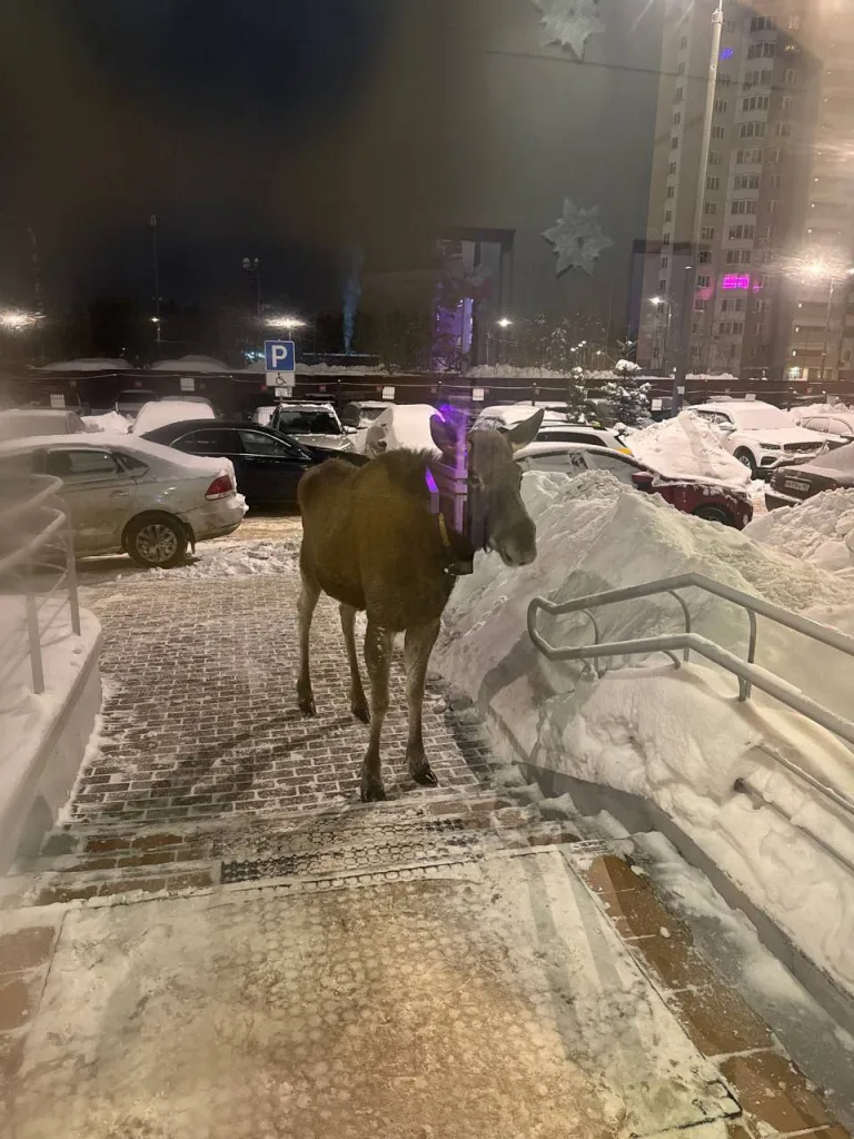 Из-за аномальных морозов лоси массово выходят к жителям Подмосковья