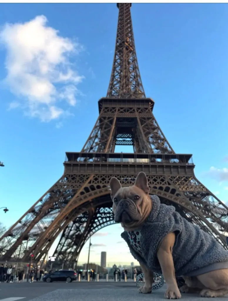 Французский бульдог из Великобритании стал настоящей звездой соцсетей и теперь зарабатывает больше своего хозяина