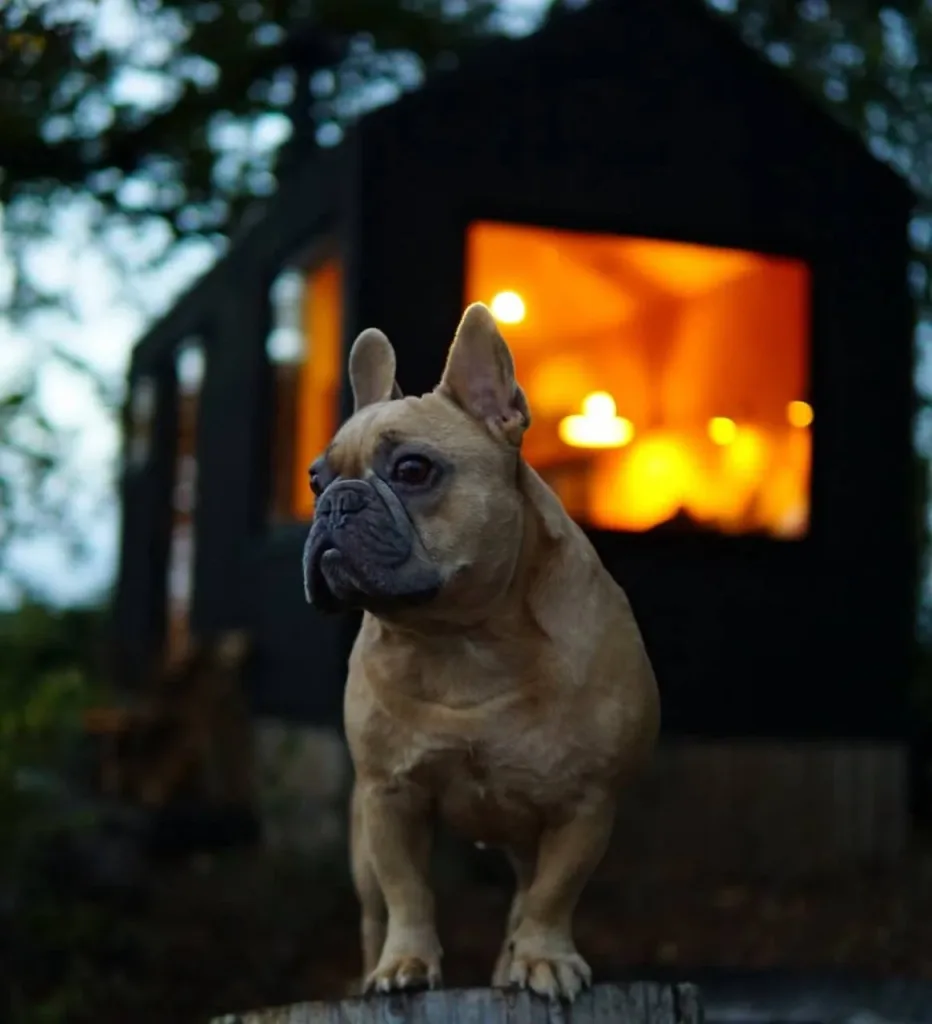 Французский бульдог из Великобритании стал настоящей звездой соцсетей и теперь зарабатывает больше своего хозяина