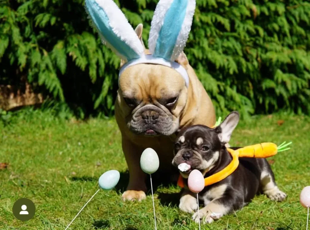 Французский бульдог из Великобритании стал настоящей звездой соцсетей и теперь зарабатывает больше своего хозяина