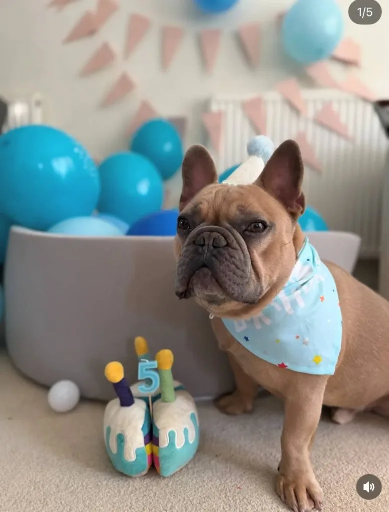 Французский бульдог из Великобритании стал настоящей звездой соцсетей и теперь зарабатывает больше своего хозяина