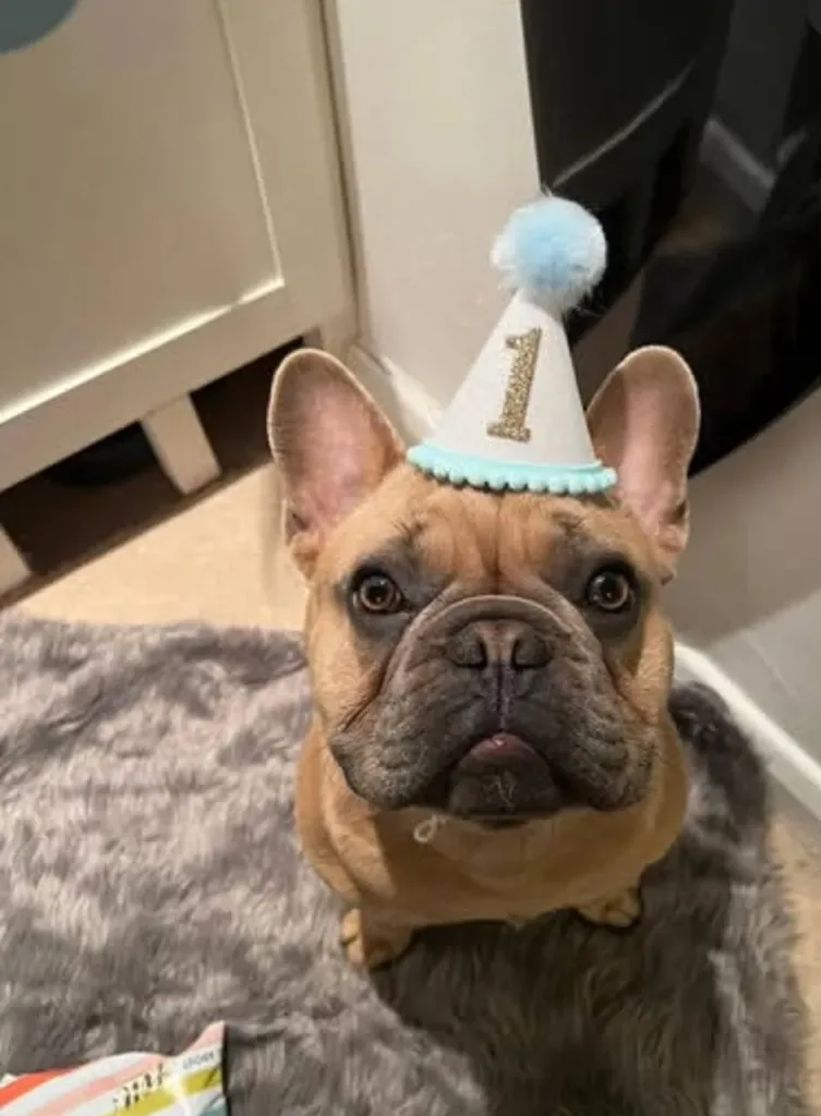 Французский бульдог из Великобритании стал настоящей звездой соцсетей и теперь зарабатывает больше своего хозяина