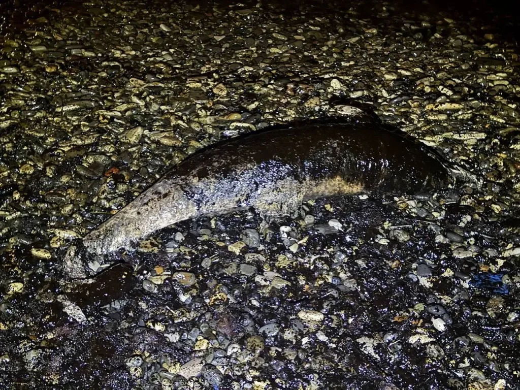 В Туапсе закрыли школу, ТЦ и детсада после атаки БПЛА, заявил глава Туапсинского округа Сергей Бойко