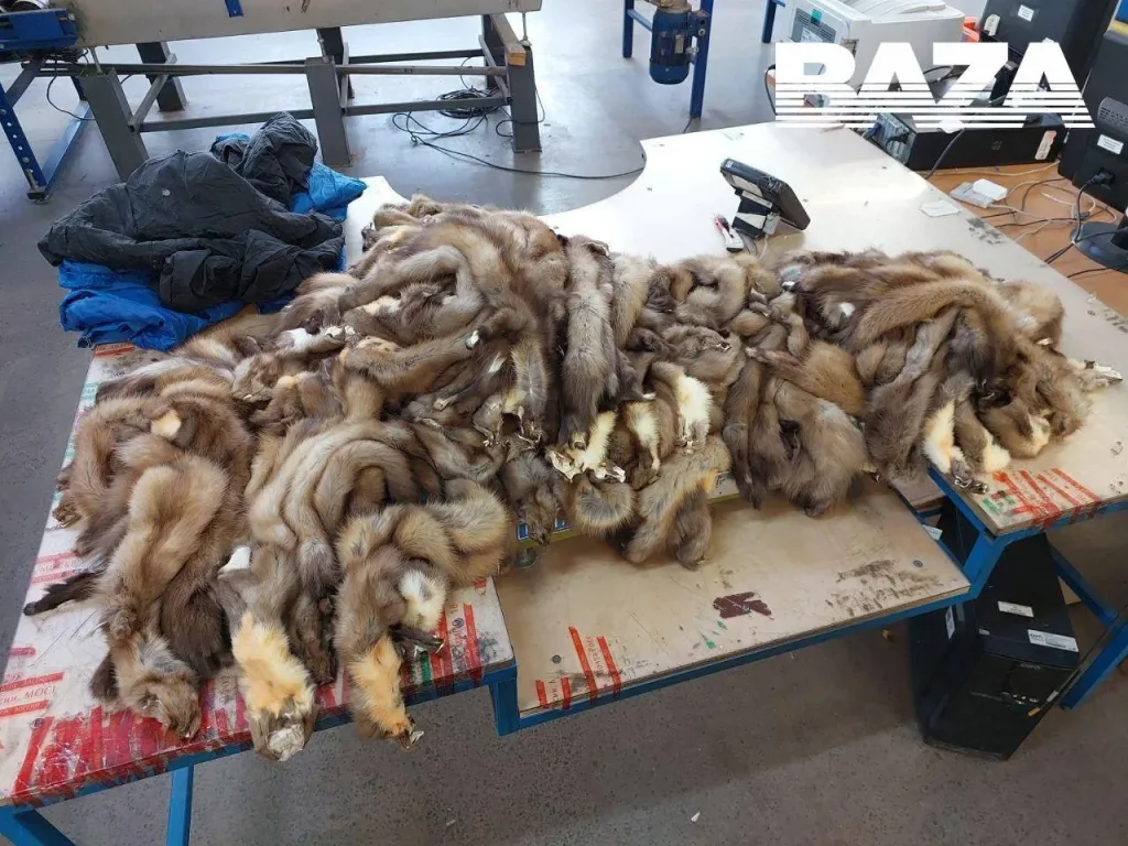 Более 700 шкурок соболя и куницы спрятали в подкладку зимних курток и пытались отправить в Китай