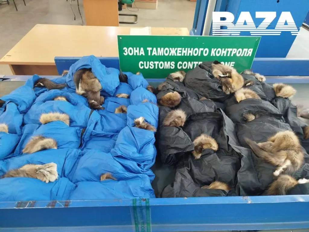 Более 700 шкурок соболя и куницы спрятали в подкладку зимних курток и пытались отправить в Китай