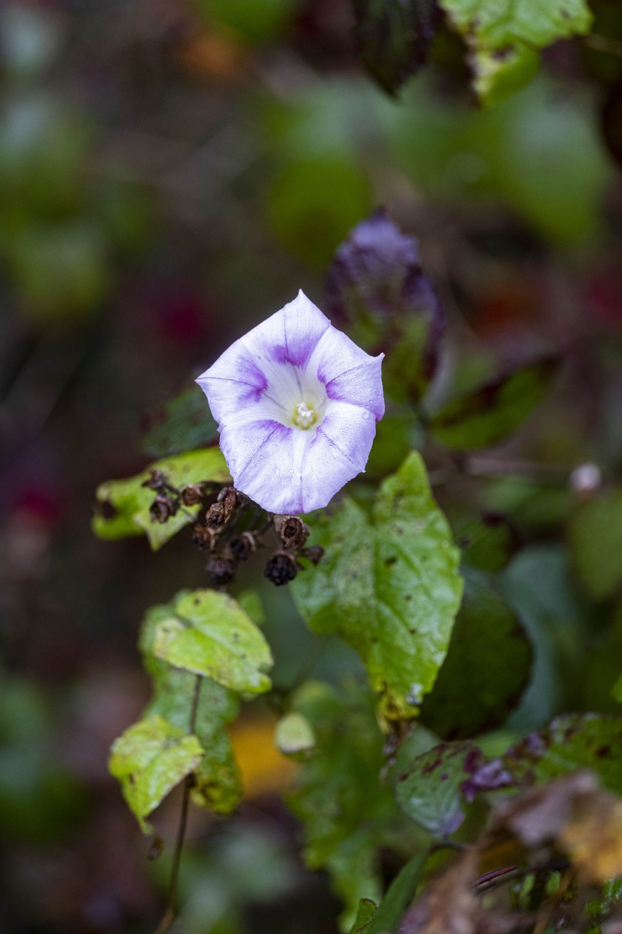 Leica SL 90-280mm f/2.8-4