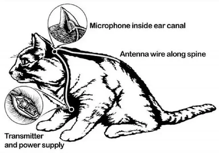 Как ЦРУ делали из кота шпиона. Операция Acoustic Kitty