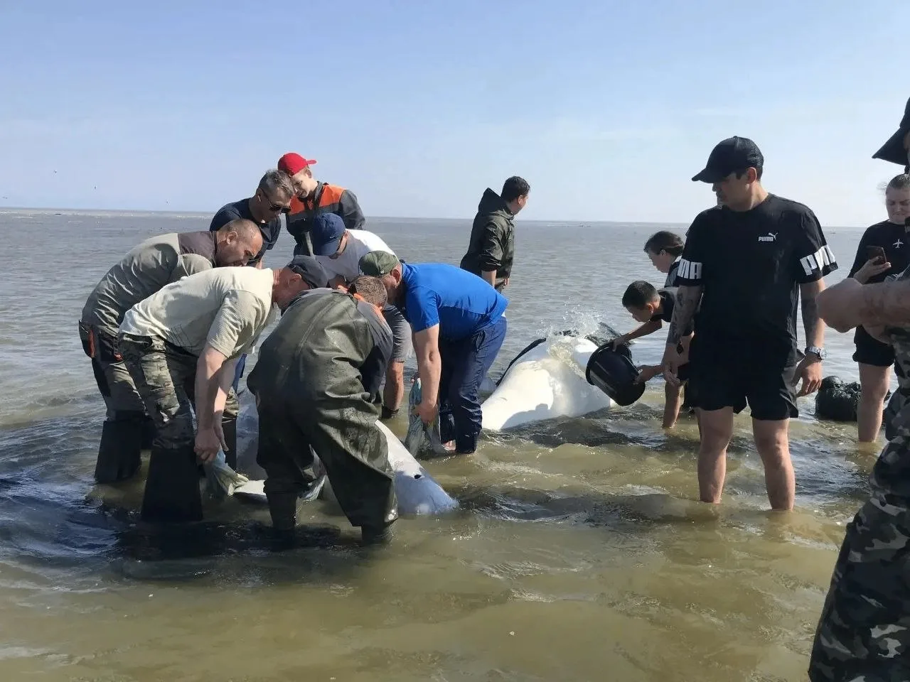 Белухи застряли на мели во время отлива в устье реки Уда в Хабаровском крае — жители объединились, чтобы им помочь